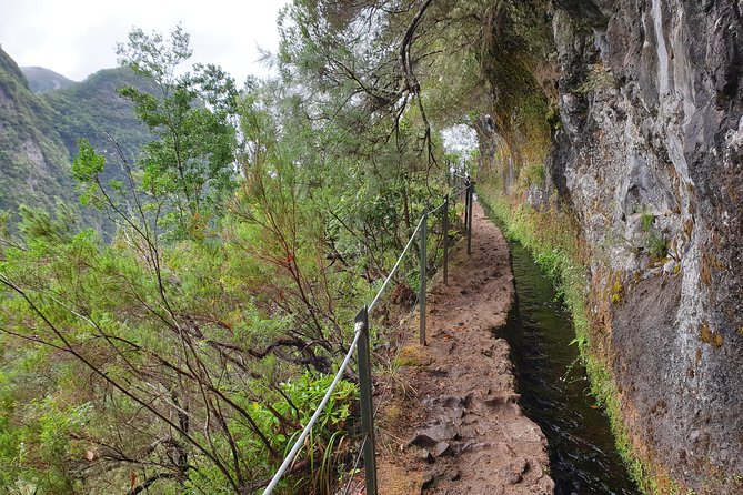 Queimadas-Caldeirão Verde - Walking through the Laurissilva: what you’ll notice on the trail