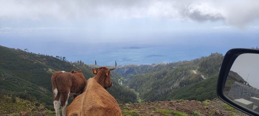 Rabaçal: 25 Fontes & Risco Levada Transfer Self-guided Hike - Price and value: is $38 a fair deal?