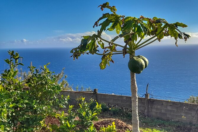 "Re-Canto" Farm-to-Table with Stunning Views at Madeira - The farm walk: helping harvest without being a cooking class
