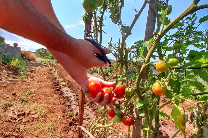 "Re-Canto" Farm-to-Table with Stunning Views at Madeira - A 4-course seasonal menu where Espetada is the star
