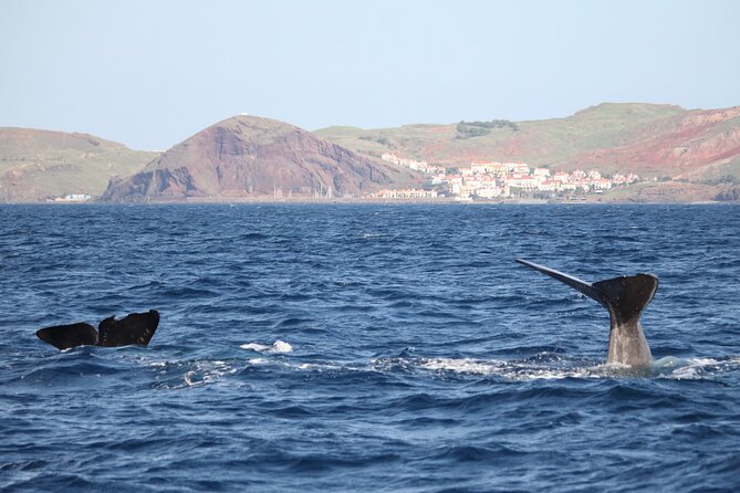 Responsible Whales and/or Dolphins Watching Tour - Quick Hits: What to Love on This Blue Safari Trip