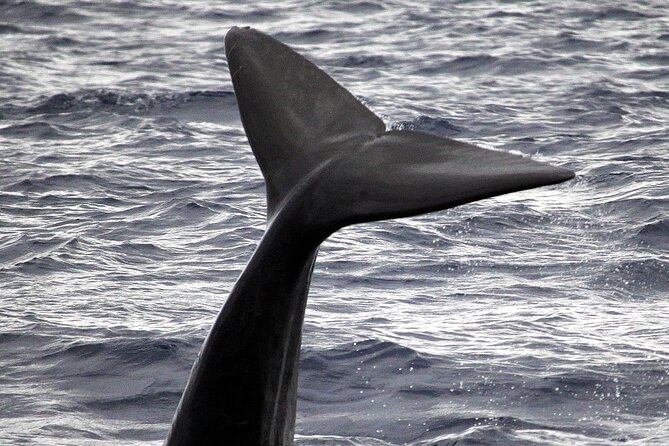 Responsible Whales and/or Dolphins Watching Tour - How Responsible Spotting Works on This Tour