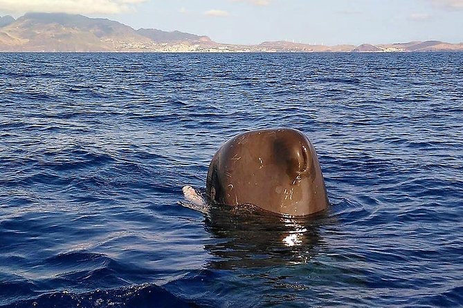 Responsible Whales and/or Dolphins Watching Tour - What You’ll See Off Madeira: Pilot Whales, Bottlenose Dolphins, and Friends