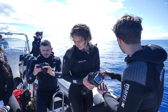 Responsible Whales and/or Dolphins Watching Tour - The Boats Are Built for Small Groups, Not Crowds