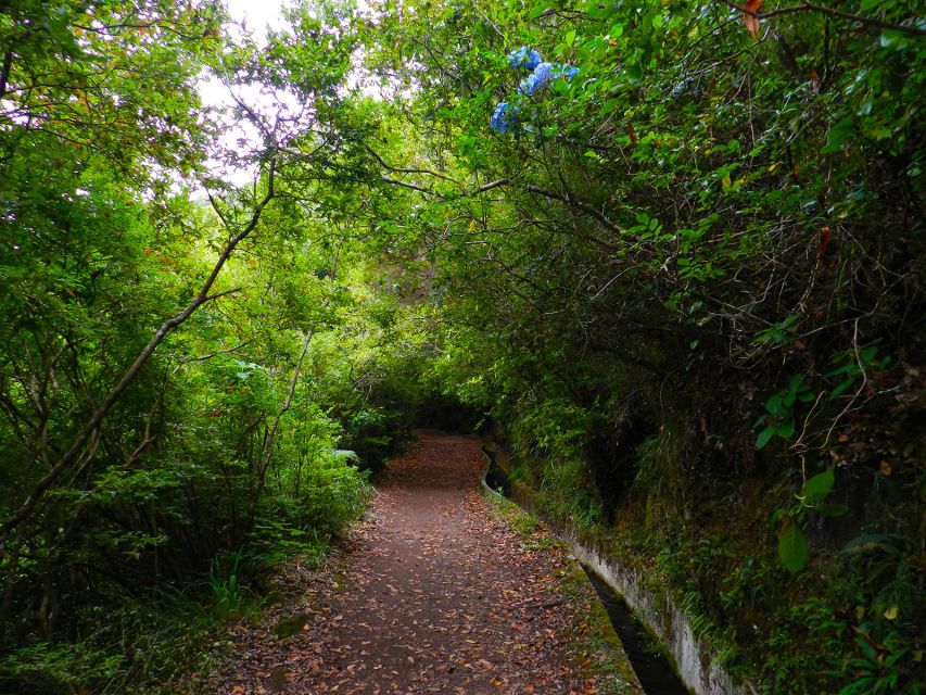 Ribeiro Frio / Portela - Levada Walk - Key highlights you should care about