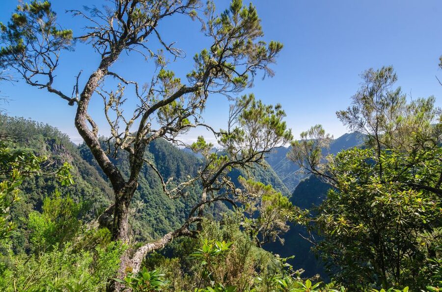 Ribeiro Frio / Portela - Levada Walk - Near Lamaceiros: the payoff view over Porto da Cruz and Eagle Rock