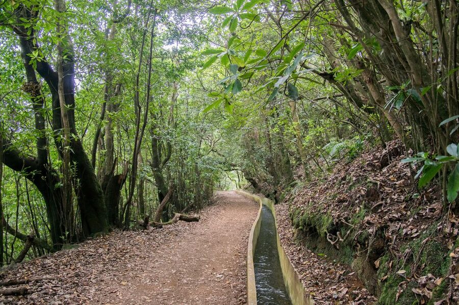 Ribeiro Frio / Portela - Levada Walk - Getting picked up in Funchal, Câmara de Lobos, and Caniço