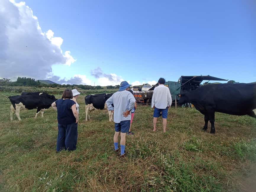 Sao Jorge Cheese Tour - Half day - The big idea: why this cheese tour feels more than just tasting
