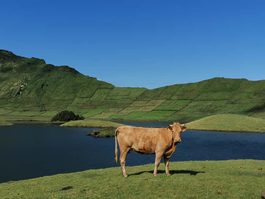 Sao Jorge Cheese Tour - Half day - Price and value: what $111 buys you on São Jorge