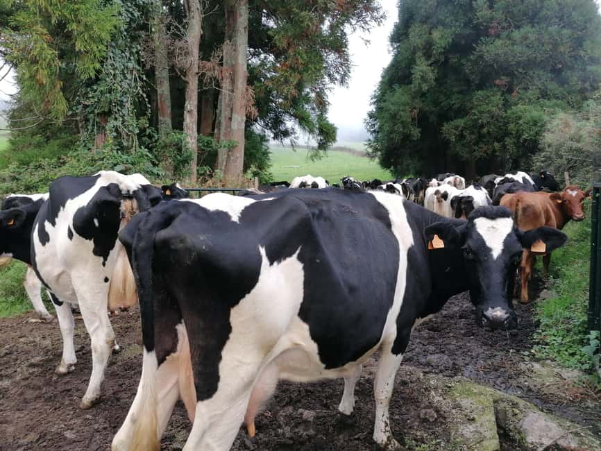 Sao Jorge Cheese Tour - Half day - The flow of the day: two guided stops that connect hand work to industry