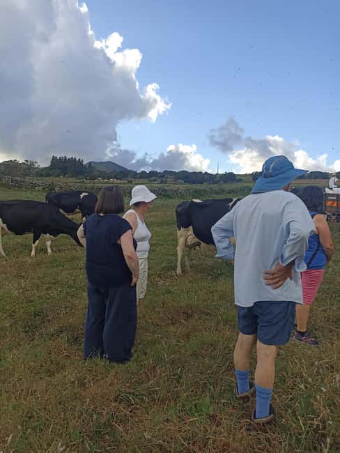 Sao Jorge Cheese Tour - Half day - The tasting itself: how to make sense of 3, 6, and 24 months