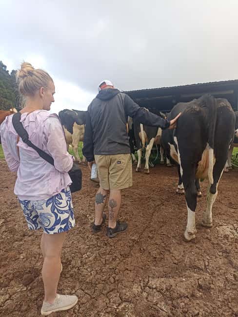 Sao Jorge Cheese Tour - Half day - What’s included, what’s not, and how to pack smart