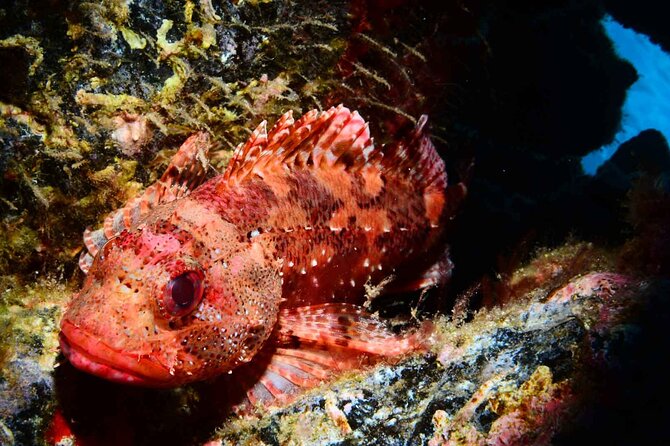 Scuba Diving Experience for Beginners in Ponta de São Lourenço - Key things to know before you book