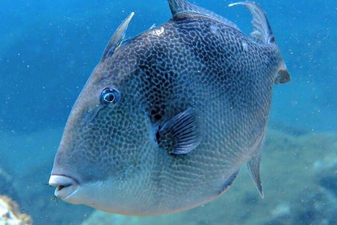 Scuba Diving Experience for Beginners in Ponta de São Lourenço - Small groups and careful coaching (the part that makes it feel personal)