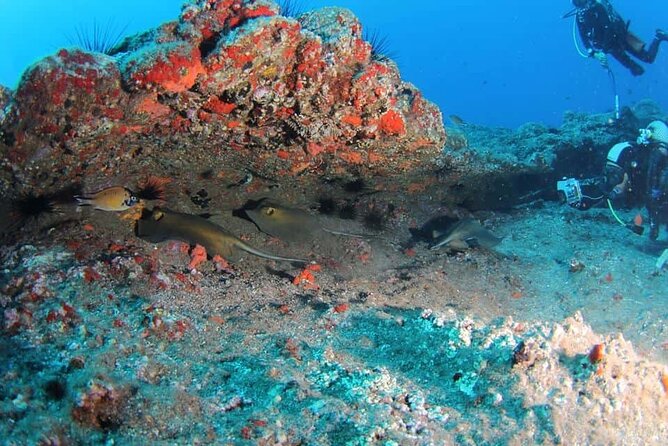Scuba Diving Experience for Beginners in Ponta de São Lourenço - Price and value: is $102.13 fair for what you get?