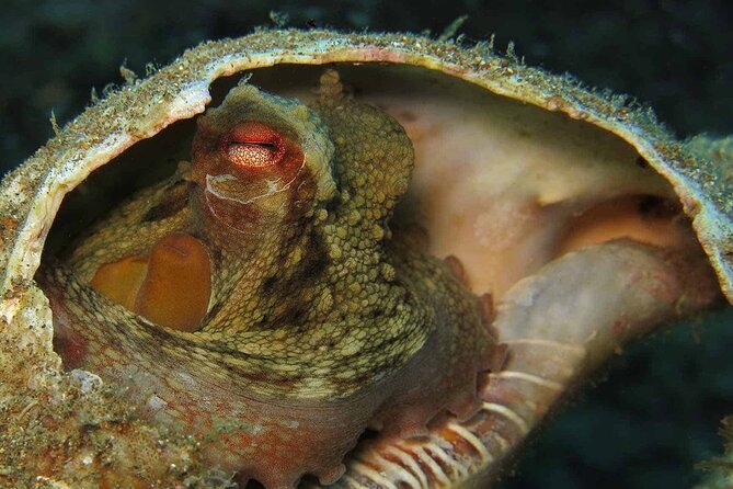 Scuba Diving Experience for Beginners in Ponta de São Lourenço - Who should book this beginner scuba program