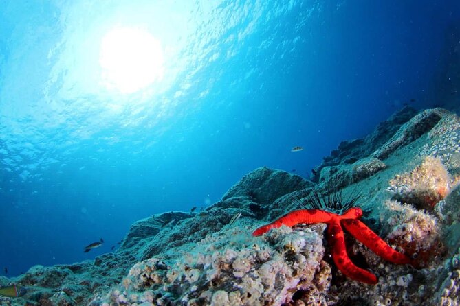 Scuba Diving Experience for Beginners in Ponta de São Lourenço - Weather and the day-of reality