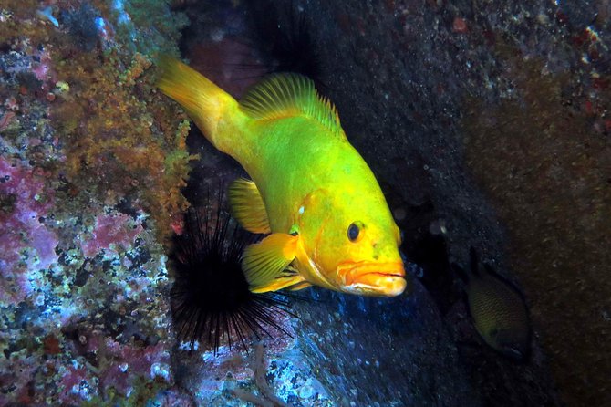 Scuba Diving Experience in Madeira - Key highlights that matter on the ground