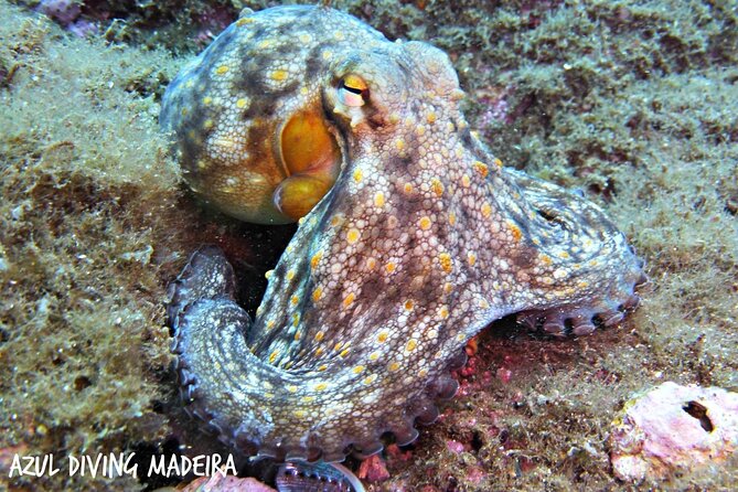 Scuba Diving Experience in Madeira - The open-water underwater session: what “12 meters” and “45 to 50 minutes” mean