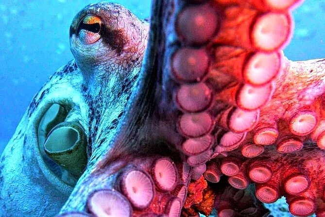 Scuba Diving Experience in Madeira - The certificate of recognition: why you should care about paperwork