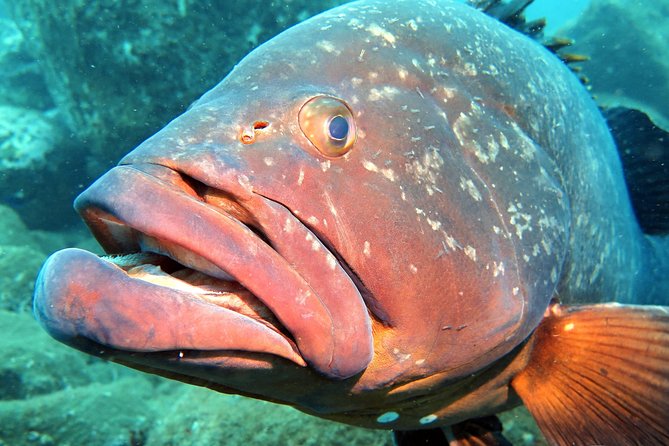 Scuba Diving Experience in Madeira - Instructor style: the patient factor