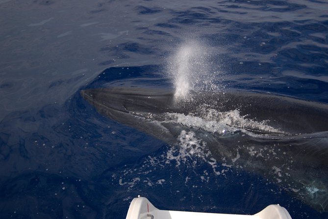 Seaborn Catamaran trips - What the 3-Hour Route Feels Like on the Water