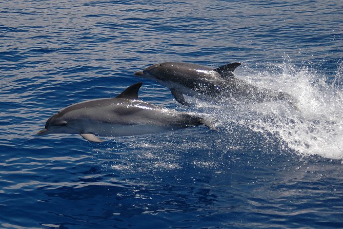 Seaborn Catamaran trips - Crew Style and Responsible Whale and Dolphin Watching
