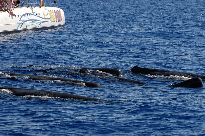 Seaborn Catamaran trips - Wildlife Chances: Whales, Dolphins, Turtles, and the Reality Check