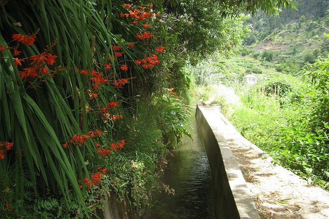 Serra D'Água Valley - Levada Walk - Should You Book This Serra de Água Valley Levada Walk?