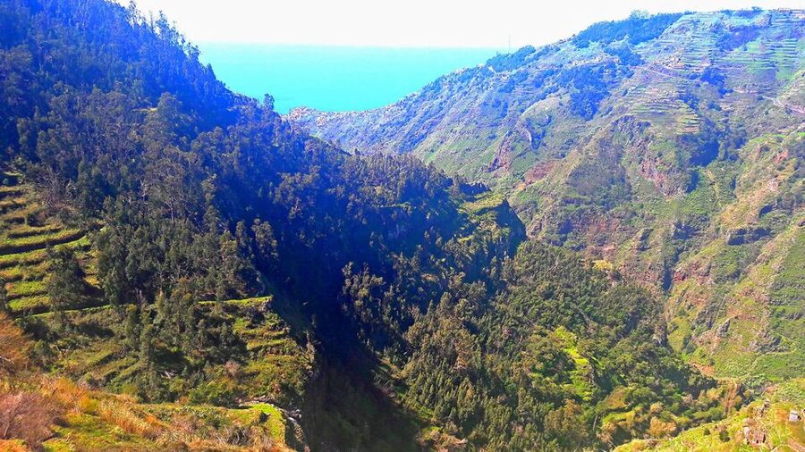 Serra de Água Valley Levada Walk - Flora and fauna spotting: what you notice when you slow down