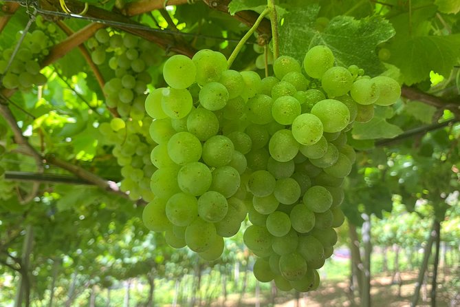 Signature Wine Tastings, Skywalk, Nature 4x4 Open Roof Expedition - Sao Vicente Vineyards: Where the Wine Time Actually Becomes Useful