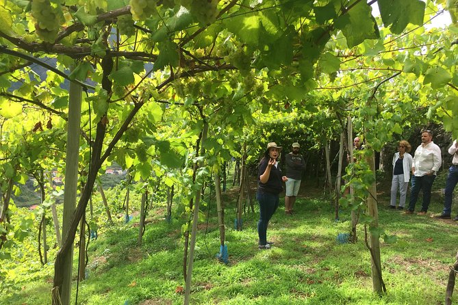 Signature Wine Tastings, Skywalk, Nature 4x4 Open Roof Expedition - Camara de Lobos and the Madeira Wine Lodge: Coastal Village Energy