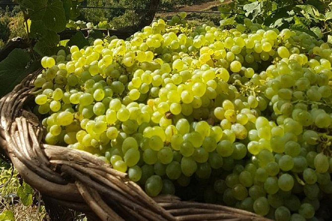 Signature Wine Tastings, Skywalk, Nature 4x4 Open Roof Expedition - Wine Tastings: How to Get the Most From the Glasses You Pour