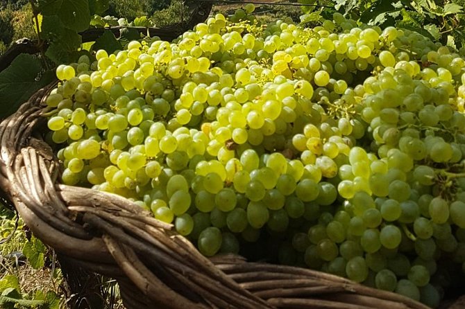 Skywalk with Wines Tasting and Vineyards Half day 4x4 Adventure - Who should book this Madeira 4x4 wine tour