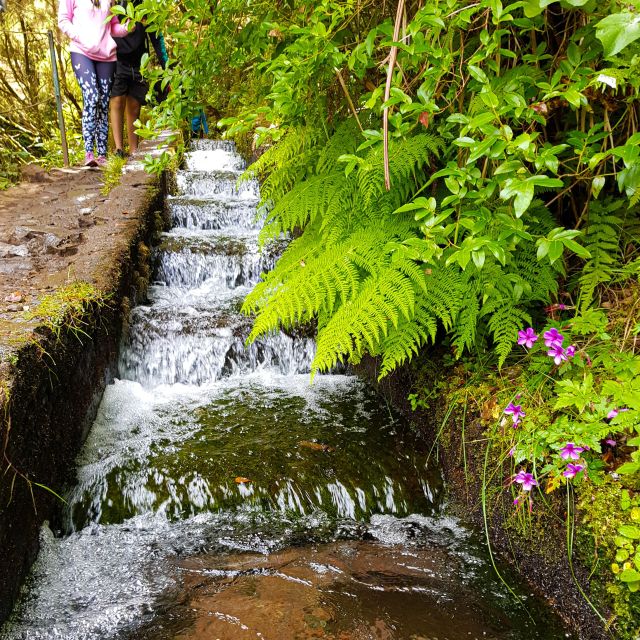 Small Group Walks Rabaçal 25 Fontes - Laurissilva forest: the walk you get when views are not the only goal