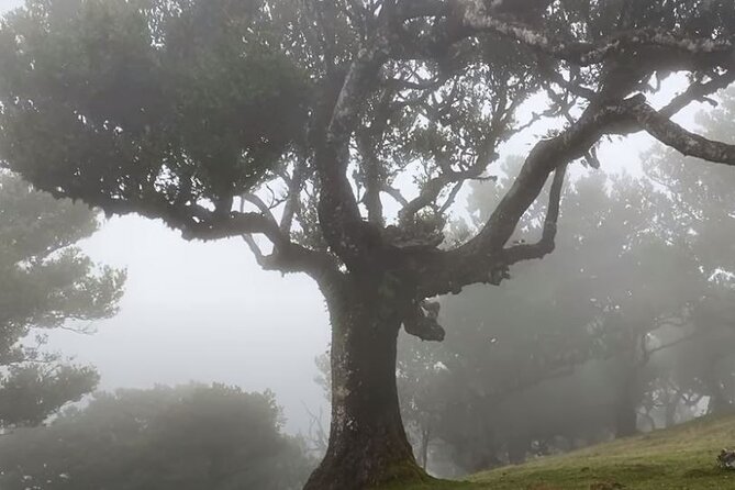 Small Group West Tour Waterfalls & Fanal Forest Tour - Ribeira Brava promenade breaks: church art and a coffee moment