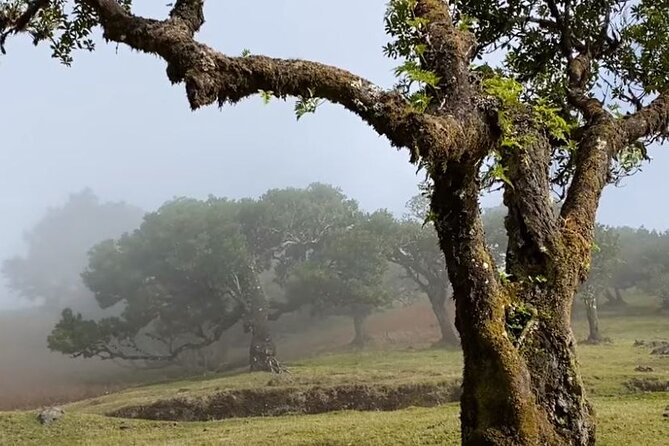 Small Group West Tour Waterfalls & Fanal Forest Tour - Fanal Forest walk: foggy magic, 600-year-old laurel trees, and real weather planning