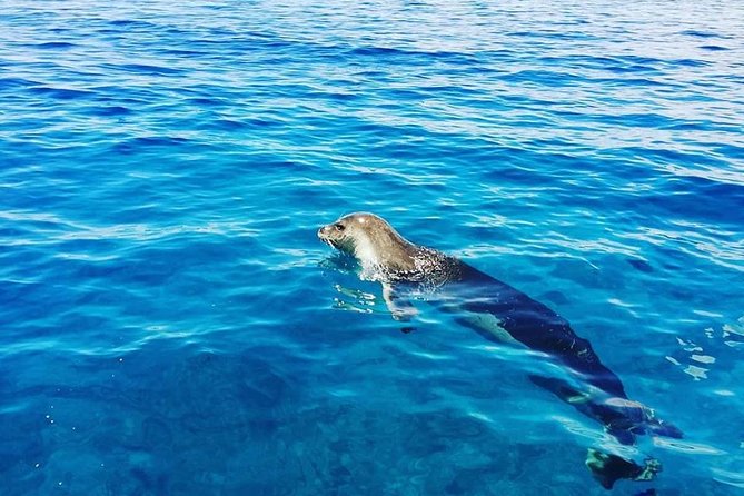 Snorkelling Trip at Ponta de São Lourenço Protected Area - The Guide Talk Before You Swim: Facts That Make You Notice More