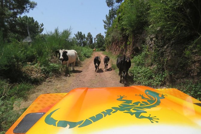 Southwest of Madeira and Calheta Paul do Mar 4x4 Full-Day Tour - Price and What Makes $82.91 Feel Fair