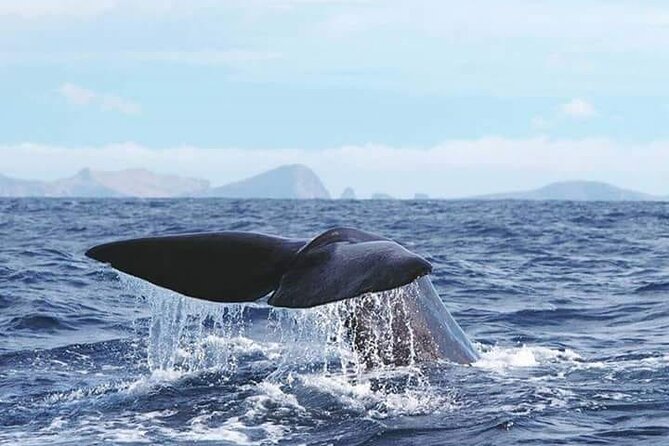 Sunset Catamaran Tour l Madeira Island - Price And Value: Is $46.10 A Good Deal?