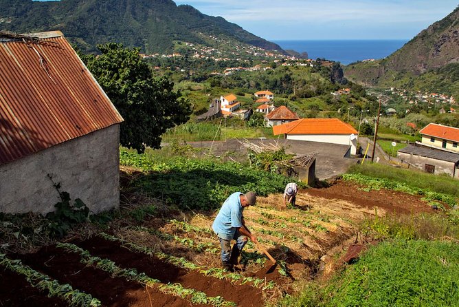 The Best of the South - Jeep Safari - Full Day - Shared Tour - The production story stop: bananas and sugar cane in Madeira’s economy