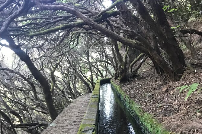 Twenty-Five Fountains Levada walks (private) - How the levada route works in the Laurissilva forest