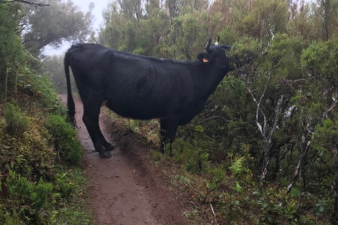 Twenty-Five Fountains Levada walks (private) - Your 5-hour rhythm: what a 12 km levada hike feels like