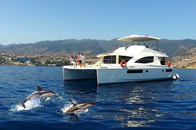 VipDolphins Luxury Whale Watching - Key Highlights You Will Actually Care About
