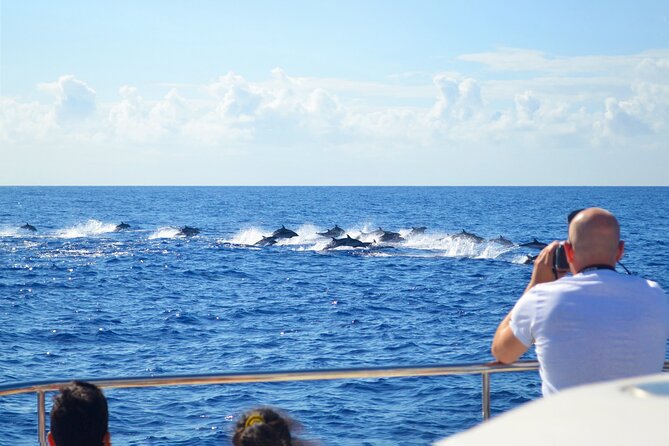 VipDolphins Luxury Whale Watching - From the Marina to Whale Watching: How the Search Plays Out