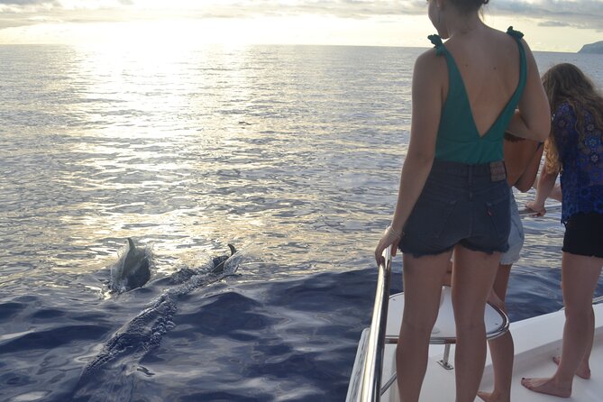 VipDolphins Luxury Whale Watching - What You Might See: Dolphins, Pilot Whales, and Other Possibilities