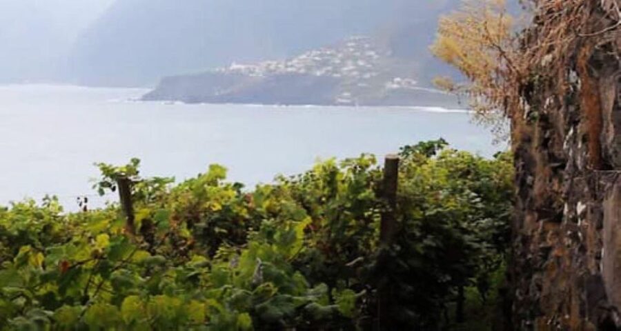 Visiting local Vineyard With Wine Tasting & Lunch included - Getting picked up in Funchal, Caniço, or Câmara de Lobos