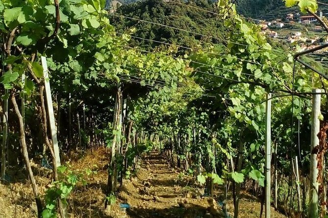 Visiting local Vineyard With Wine Tasting & Lunch included - Second Camara de Lobos wine tasting: barrels, bottles, and the fortified punchline