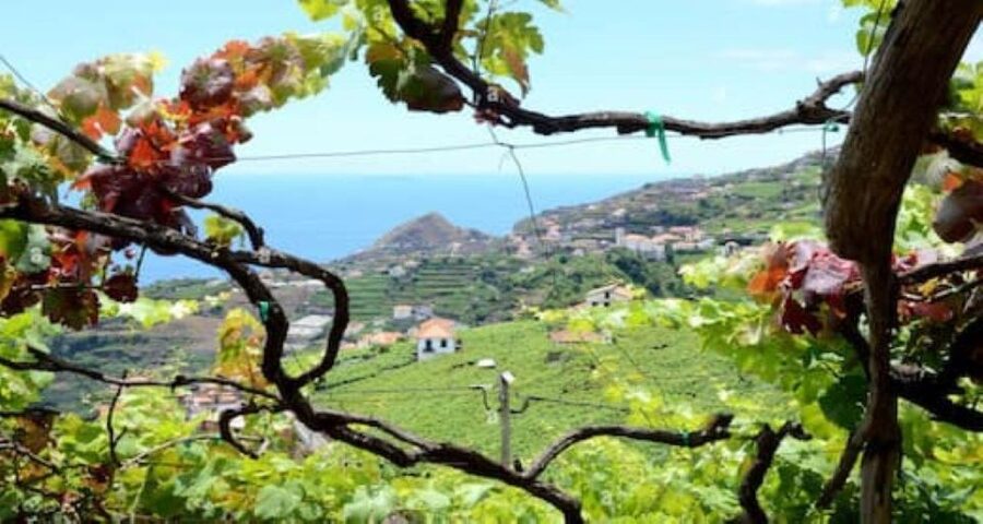 Visiting local Vineyard With Wine Tasting & Lunch included - Camara de Lobos: where fortified wine turns into a story you can see
