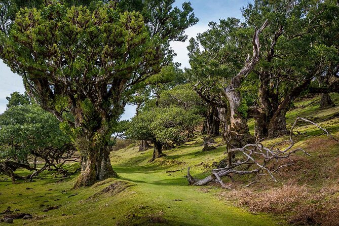 Walk - Levada of Alecrim - Key things I’d look for before you go